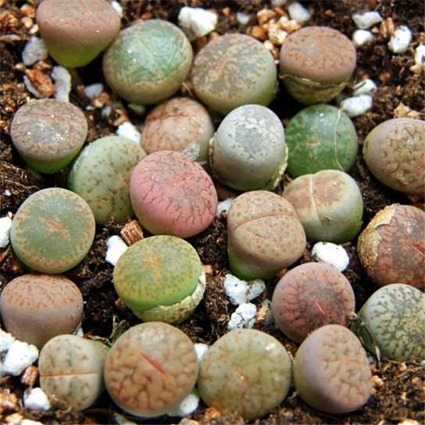 生石花怎么水培 水培生石花的方法和注意事项看这里