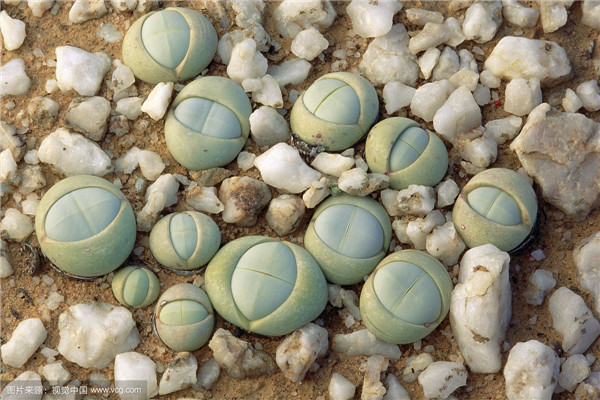 生石花水多爆裂怎么办 原来生石花爆裂是由于这些原因导致的