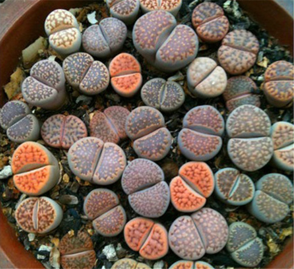 生石花水多爆裂怎么办 原来生石花爆裂是由于这些原因导致的