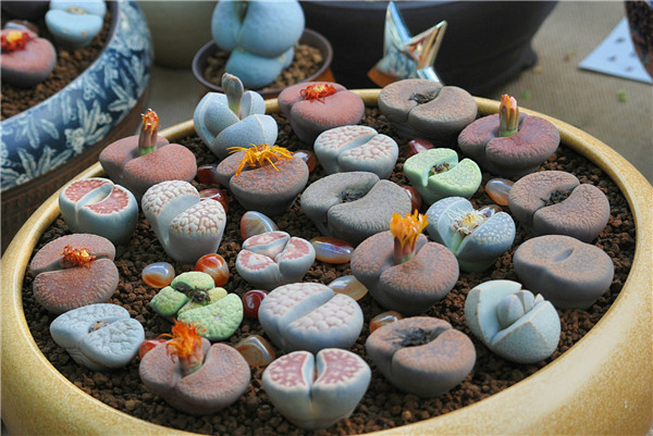 生石花水多爆裂怎么办 原来生石花爆裂是由于这些原因导致的