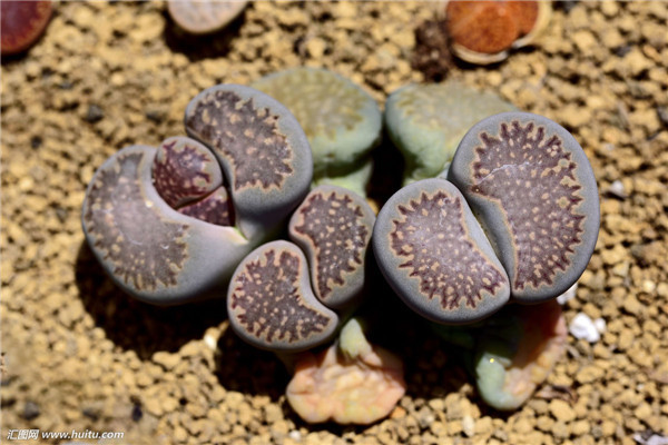 生石花水多爆裂怎么办 原来生石花爆裂是由于这些原因导致的