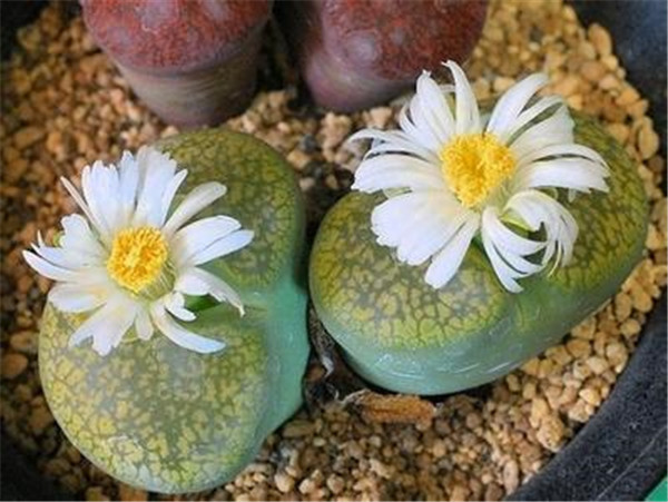 生石花水多爆裂怎么办 原来生石花爆裂是由于这些原因导致的