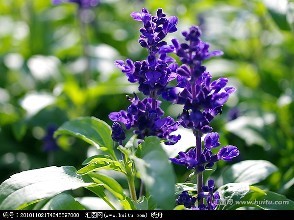 凤梨鼠尾草的扦插繁殖方法详细介绍看这里哦