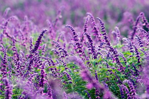 凤梨鼠尾草的扦插繁殖方法详细介绍看这里哦