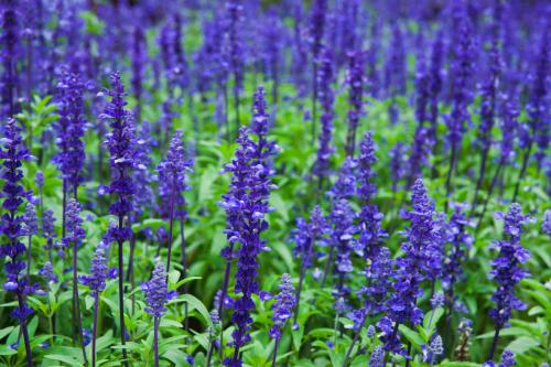 凤梨鼠尾草的扦插繁殖方法详细介绍看这里哦