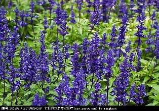 薰衣草与鼠尾草的区别是什么 原来薰衣草与鼠尾草这么大差别
