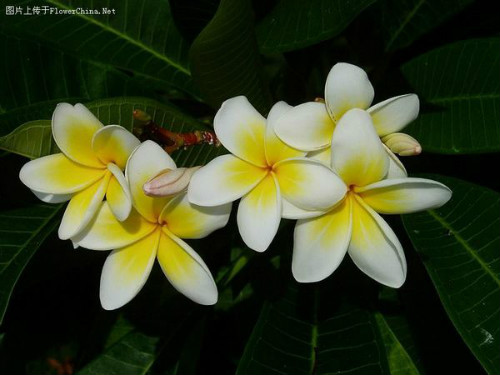 鸡蛋花叶子发黄是什么原因 教你快速解决鸡蛋花叶黄问题