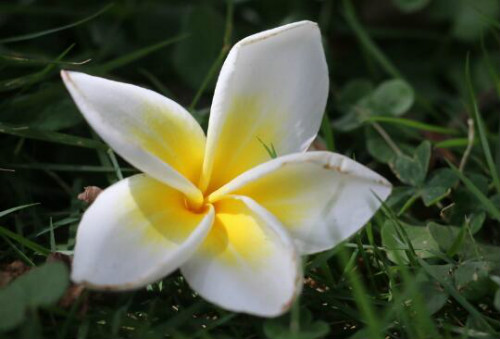 鸡蛋花叶子发黄是什么原因 教你快速解决鸡蛋花叶黄问题