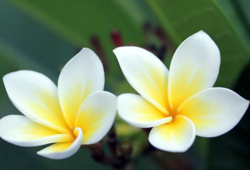 鸡蛋花叶子发黄是什么原因 教你快速解决鸡蛋花叶黄问题