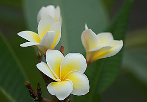 鸡蛋花叶子发黄是什么原因 教你快速解决鸡蛋花叶黄问题