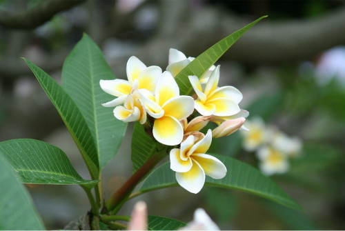 鸡蛋花树对风水影响吗 鸡蛋花树风水作用禁忌介绍