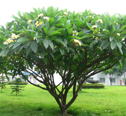 鸡蛋花树对风水影响吗 鸡蛋花树风水作用禁忌介绍
