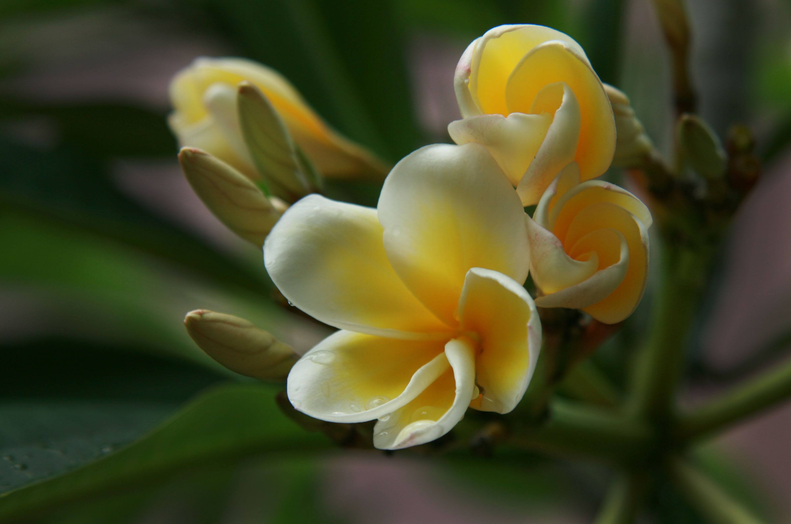 鸡蛋花树对风水影响吗 鸡蛋花树风水作用禁忌介绍