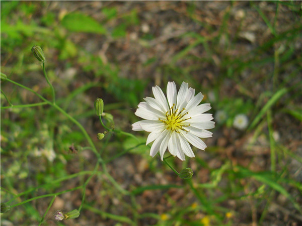 雏菊什么时候开花 雏菊开花后这样处理可以延长花期哦