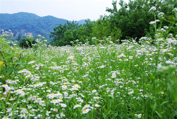 雏菊什么时候开花 雏菊开花后这样处理可以延长花期哦