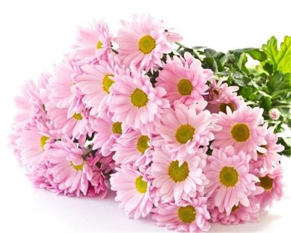 雏菊什么时候开花 雏菊开花后这样处理可以延长花期哦