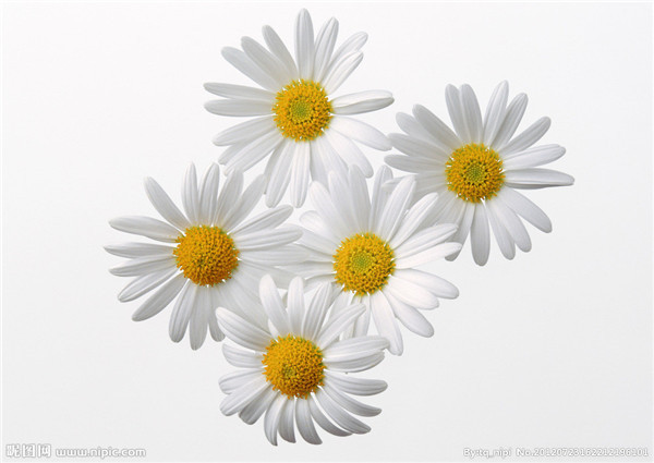 ����Ҷ�ӷ�����ô�� ���������Ϳ������ɽ����