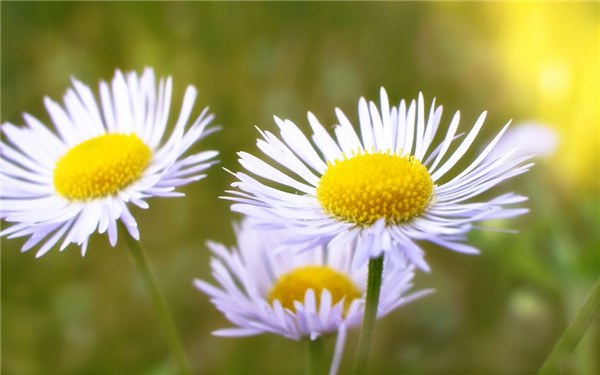 ����Ҷ�ӷ�����ô�� ���������Ϳ������ɽ����