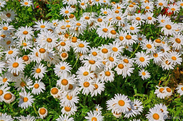 ����Ҷ�ӷ�����ô�� ���������Ϳ������ɽ����