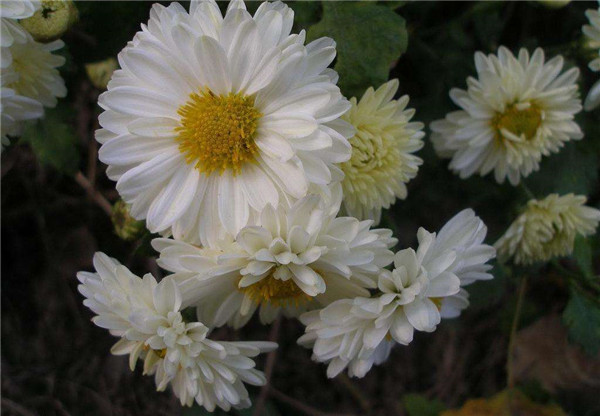 ����Ҷ�ӷ�����ô�� ���������Ϳ������ɽ����