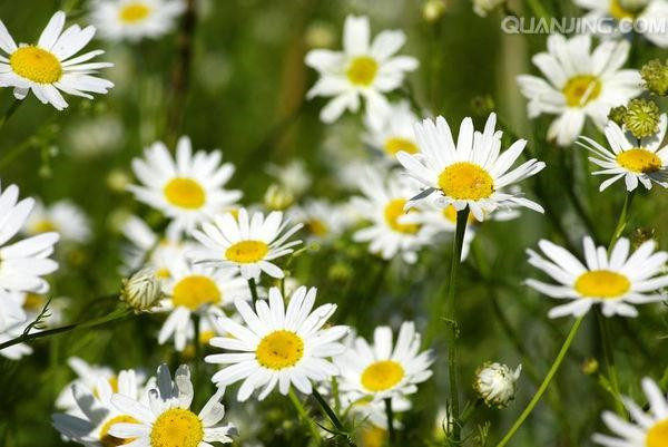 ����Ҷ�ӷ�����ô�� ���������Ϳ������ɽ����