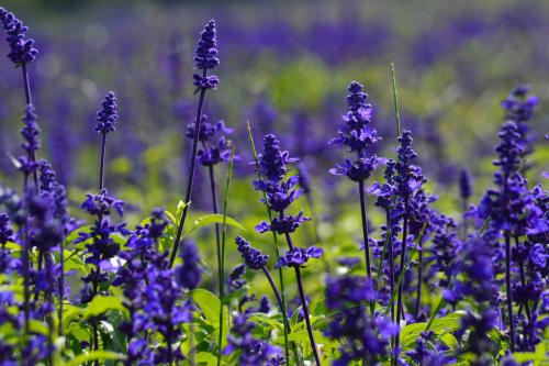 鼠尾草的繁殖方法详细介绍 这么给鼠尾草繁殖学会了吗