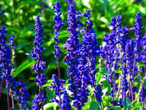 鼠尾草的繁殖方法详细介绍 这么给鼠尾草繁殖学会了吗