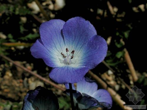 幌菊什么时候开花呢 原来幌菊开花的时候长这样