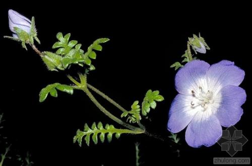幌菊什么时候开花呢 原来幌菊开花的时候长这样