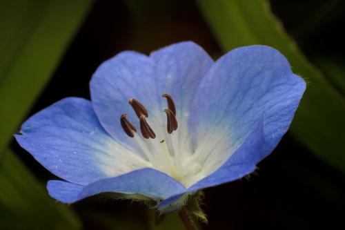 幌菊什么时候开花呢 原来幌菊开花的时候长这样