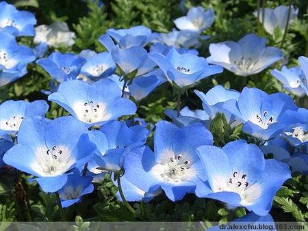 幌菊的养殖方法和注意事项是什么 这么养幌菊你学会了吗