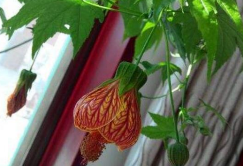 金铃花叶子发黄怎么办 学会这3招让金铃花叶子重焕生机