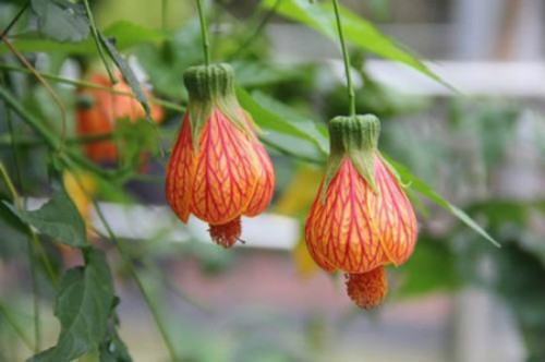 金铃花叶子发黄怎么办 学会这3招让金铃花叶子重焕生机