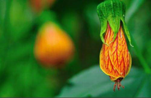 金铃花叶子发黄怎么办 学会这3招让金铃花叶子重焕生机