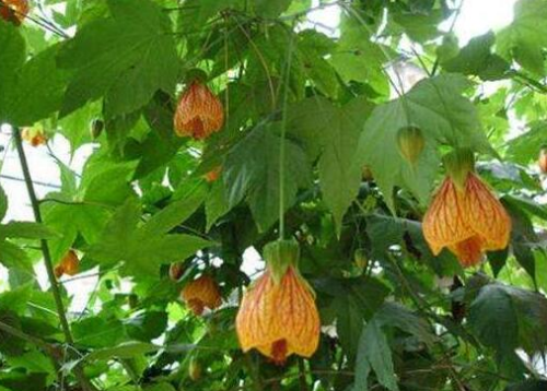 金铃花有毒吗 家养金铃花的功效与作用可真不少