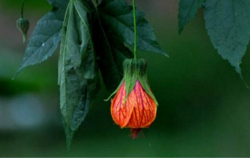 金铃花有毒吗 家养金铃花的功效与作用可真不少