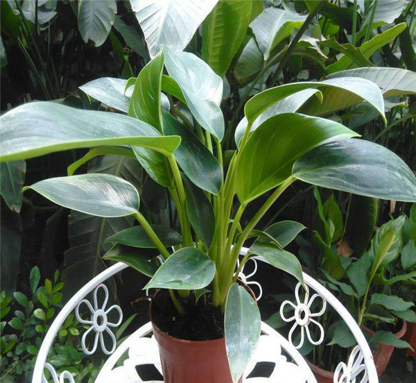 金钻四季养护方法 这几点养殖小技巧你一定要知道