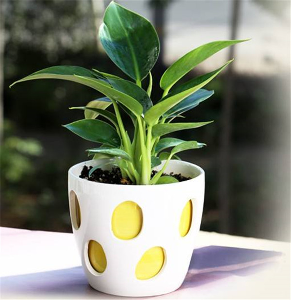 金钻四季养护方法 这几点养殖小技巧你一定要知道