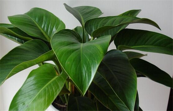 金钻四季养护方法 这几点养殖小技巧你一定要知道