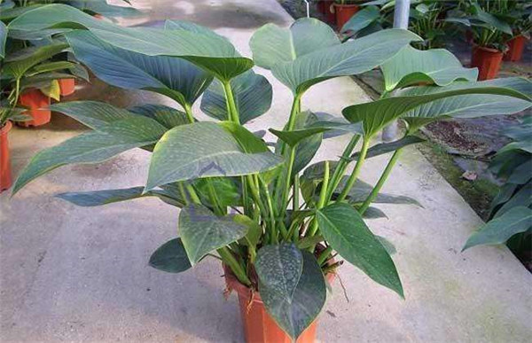 金钻四季养护方法 这几点养殖小技巧你一定要知道