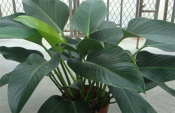 金钻四季养护方法 这几点养殖小技巧你一定要知道