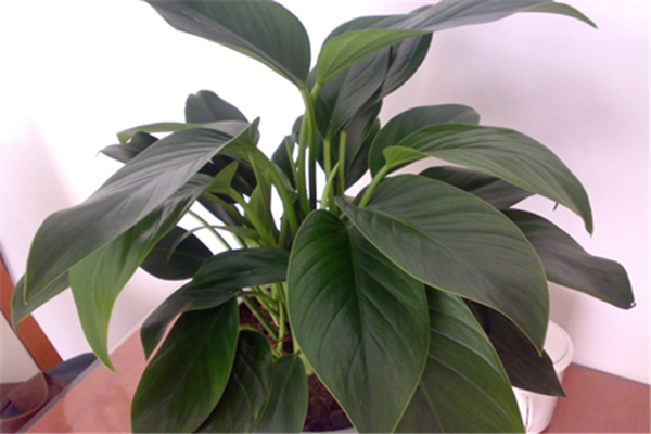 ������ô�޼� ѧ����4���޼��������ͻ������Ŷ