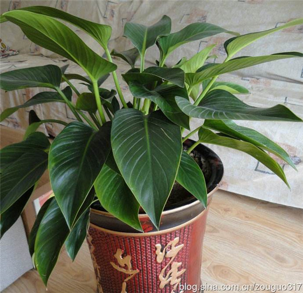 金钻叶子下垂要怎么办 学会这四招就可以轻松解决