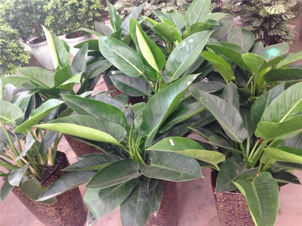 金钻叶子下垂要怎么办 学会这四招就可以轻松解决