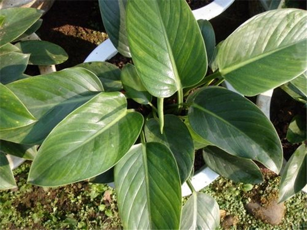 金钻叶子下垂要怎么办 学会这四招就可以轻松解决