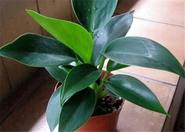 金钻叶子下垂要怎么办 学会这四招就可以轻松解决