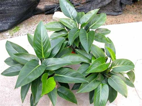 金钻叶子下垂要怎么办 学会这四招就可以轻松解决