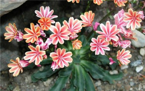 ¶ޱ���ж��� ����¶ޱ����Ҫע�����������Щ