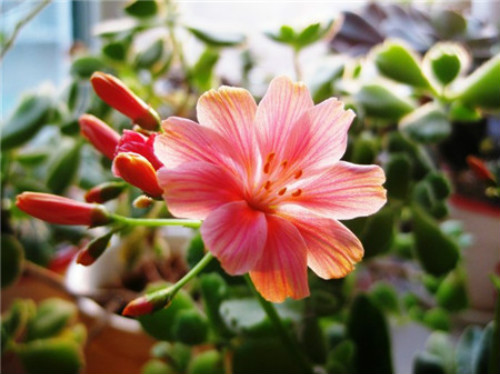 ¶ޱ���ж��� ����¶ޱ����Ҫע�����������Щ