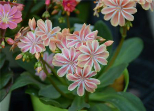 ¶ޱ���ж��� ����¶ޱ����Ҫע�����������Щ